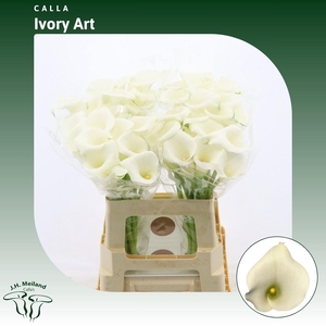 Calla Ivory Art | Dubbelbloemig