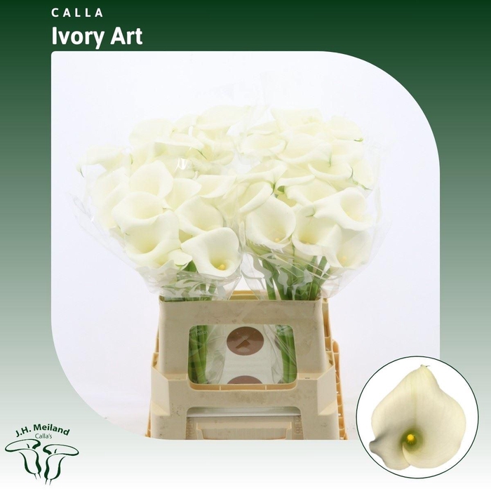 <h4>Calla Ivory Art</h4>