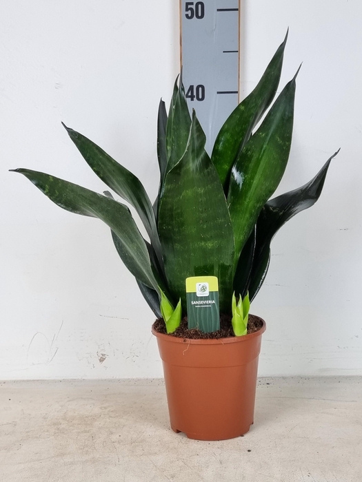 <h4>SANSEV JADE</h4>