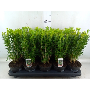 Buxus semp.   ...