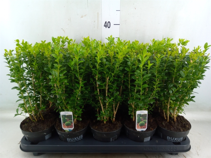 <h4>Buxus semp.   ...</h4>
