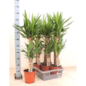 YUCCA