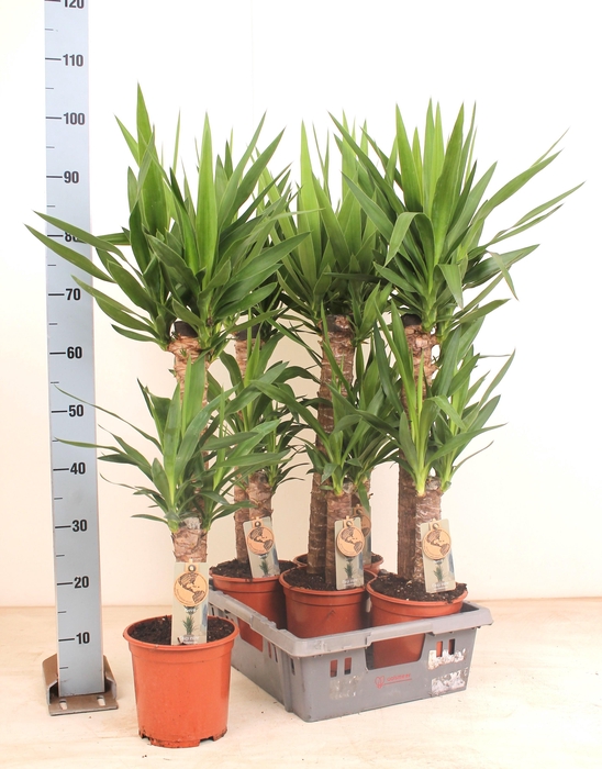 <h4>YUCCA</h4>