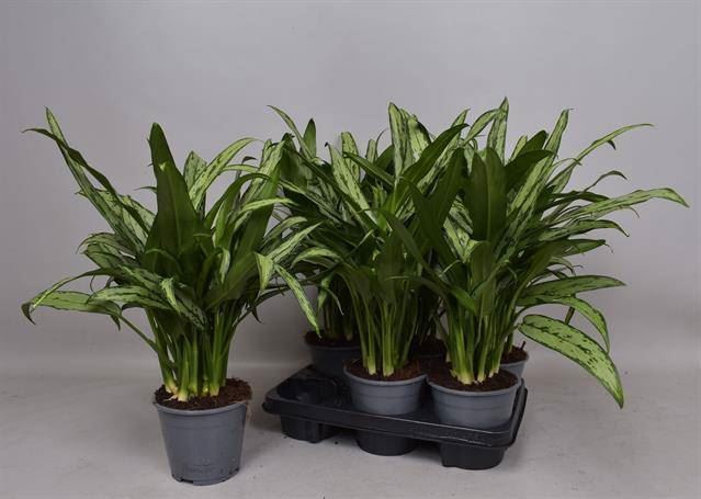<h4>Aglaonema  'Cutlass'</h4>