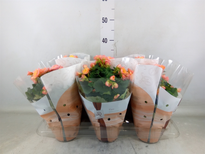 <h4>Begonia elat. DU 'Hailey Sunset'</h4>