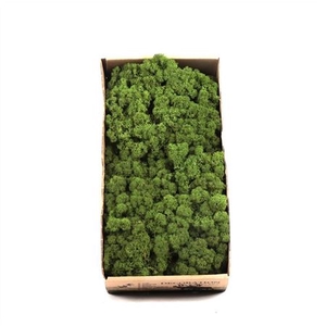 Ijslandmos (reindeer) Bosgroen