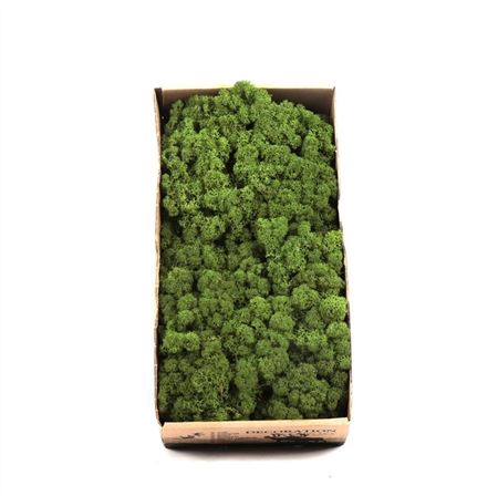 <h4>Ijslandmos (reindeer) Bosgroen</h4>