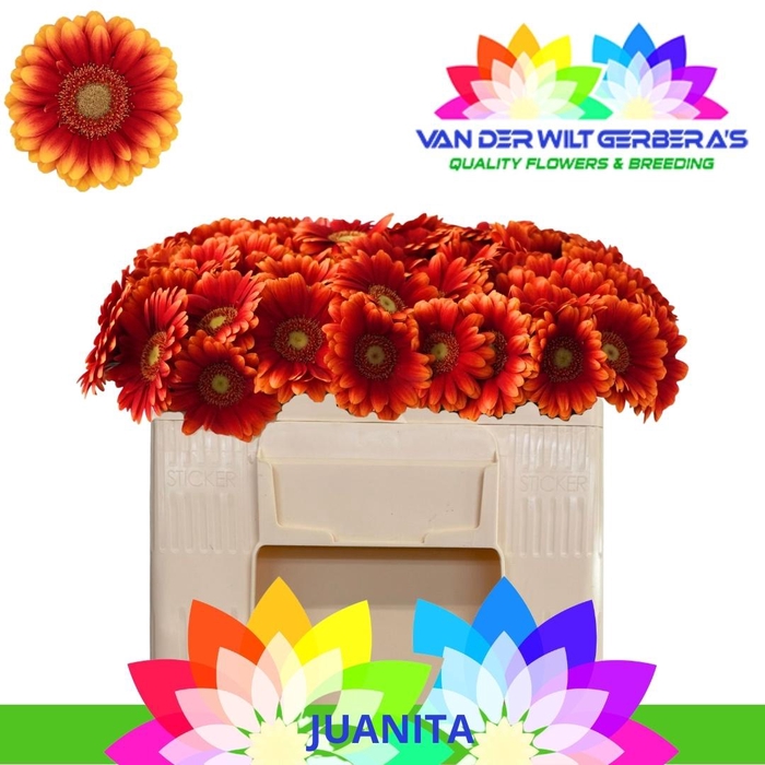 <h4>GE MI JUANITA</h4>