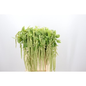 Amaranthus Caudatus Viridis