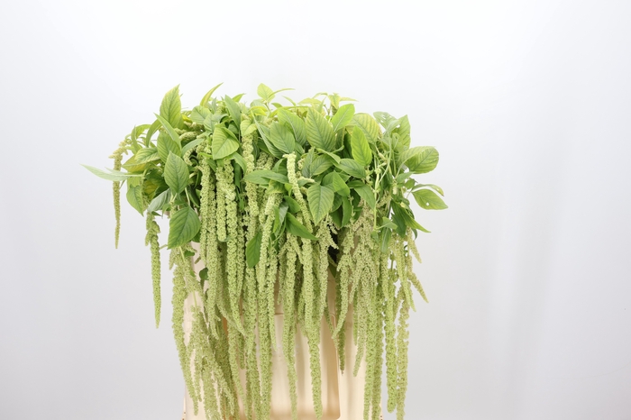 <h4>Amaranthus Caudatus Viridis</h4>