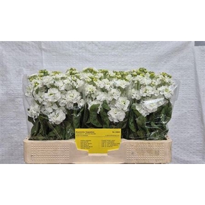 Matth Stox White