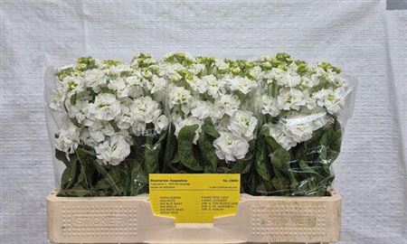 <h4>Matth Stox White</h4>