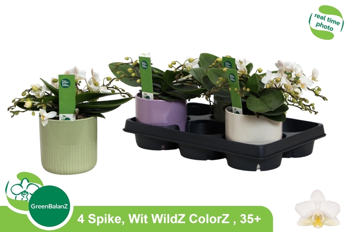 <h4>PHAL OV WIT</h4>