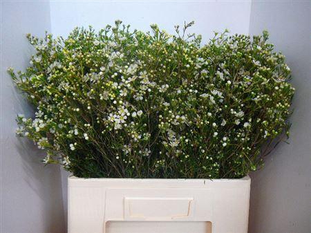 <h4>Chame Un Jupiter Moon</h4>