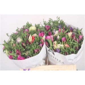 Anemone Mistral Mixed In Bunch