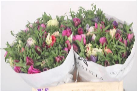 <h4>Anemone Mistral Mixed In Bunch</h4>