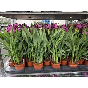 Curcuma alism. Siam Splash
