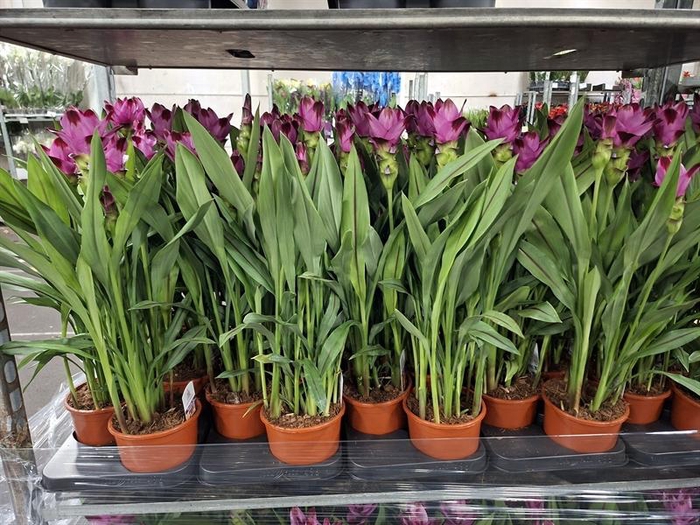 <h4>Curcuma alism. Siam Splash</h4>