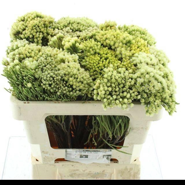 <h4>KAAPS GROEN</h4>