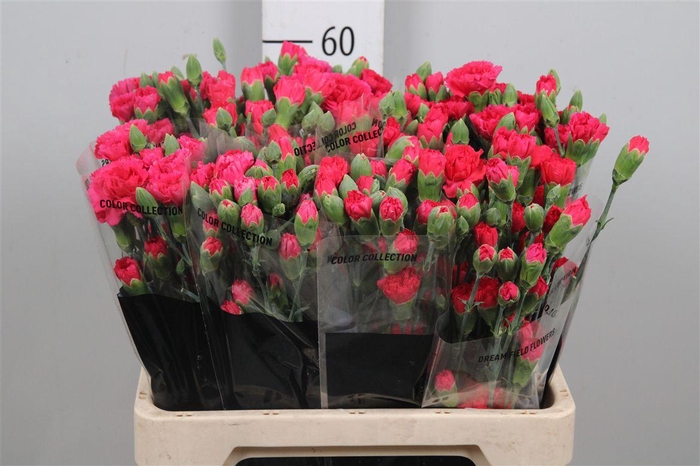 <h4>Di Tr Pigeon</h4>