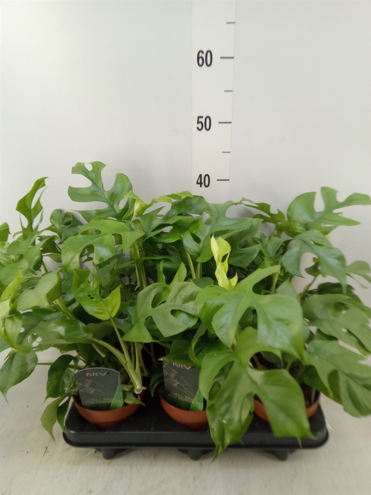 <h4>Rhaphidophora tetrasperma</h4>