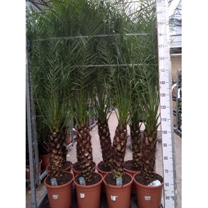 Phoenix roebelenii