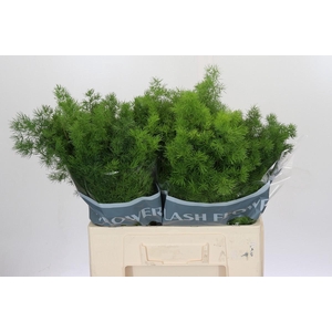 Asparagus Umbellatus