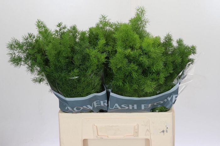 <h4>Asparagus Umbellatus</h4>