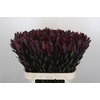Leucadendron Saf Sunset Dark R.