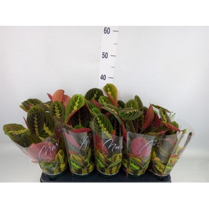 Maranta leuc. 'Fascinator'