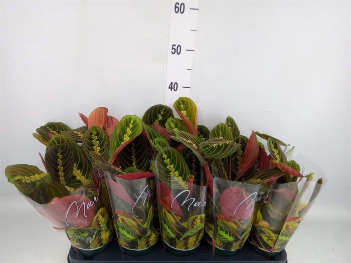 <h4>Maranta leuc. 'Fascinator'</h4>