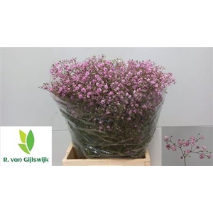 GYPS PA MY PINK 75/50GR