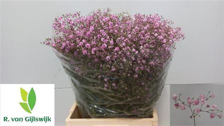 <h4>GYPS PA MY PINK 75/50GR</h4>