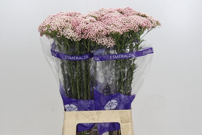 <h4>Ozothamnus Cooks Tall Pink</h4>