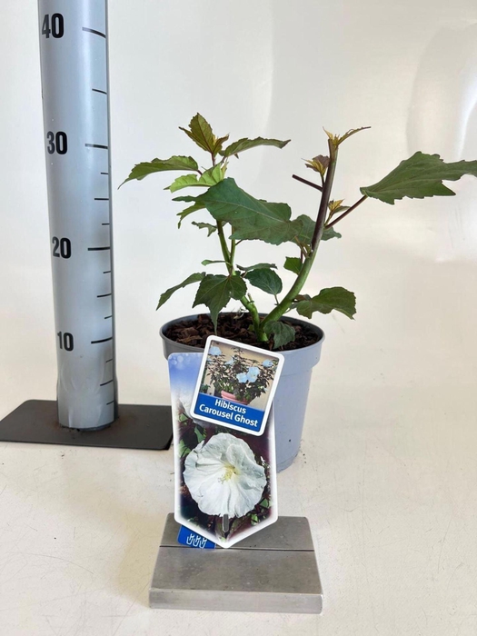 <h4>Hibiscus</h4>