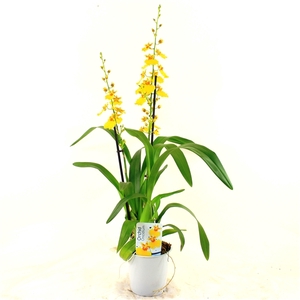 Oncidium 2-tak (lang)