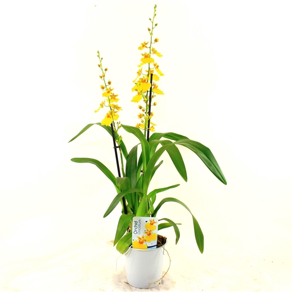 <h4>Oncidium 2-tak (lang)</h4>