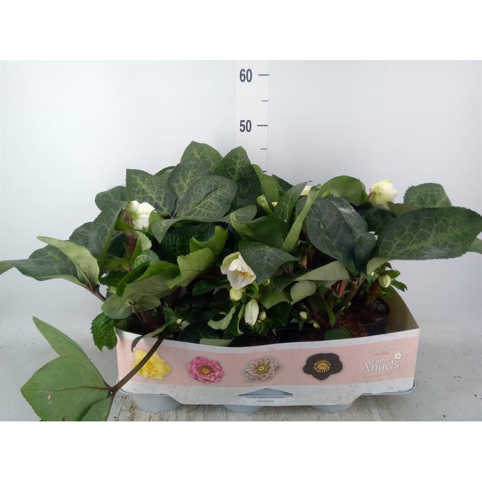 <h4>Helleborus 'Fkiss Moondance'</h4>