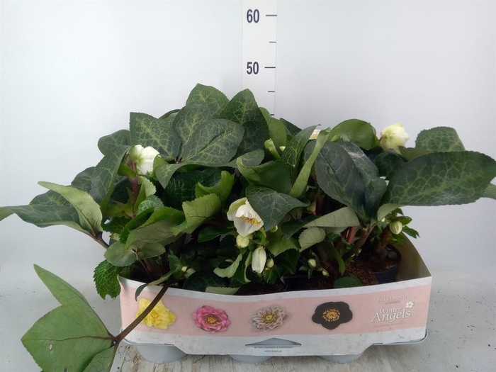 <h4>Helleborus 'Fkiss Moondance'</h4>