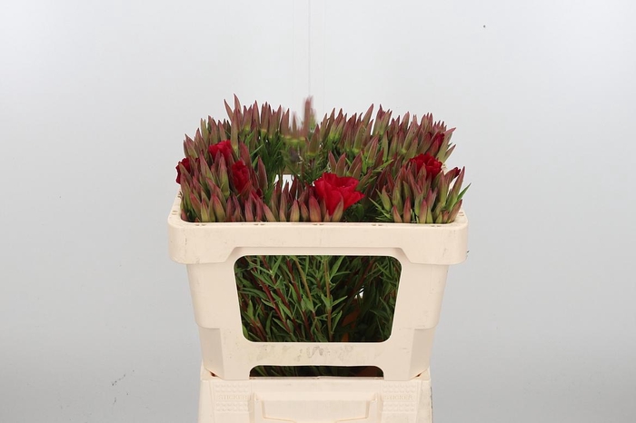 <h4>Godetia Overig</h4>
