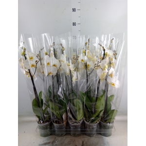 Phalaenopsis   ...mix  5