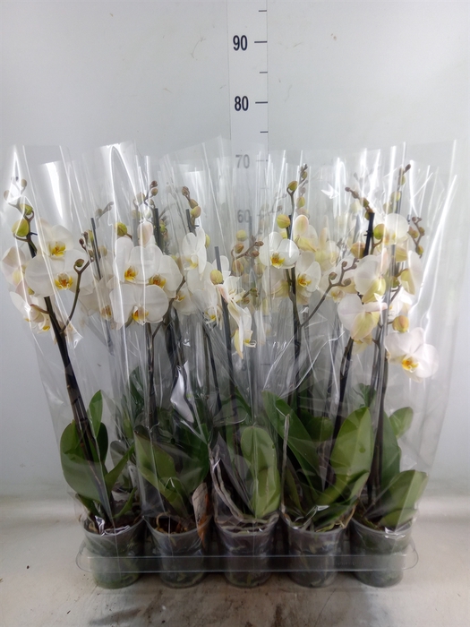 <h4>Phalaenopsis   ...mix  5</h4>