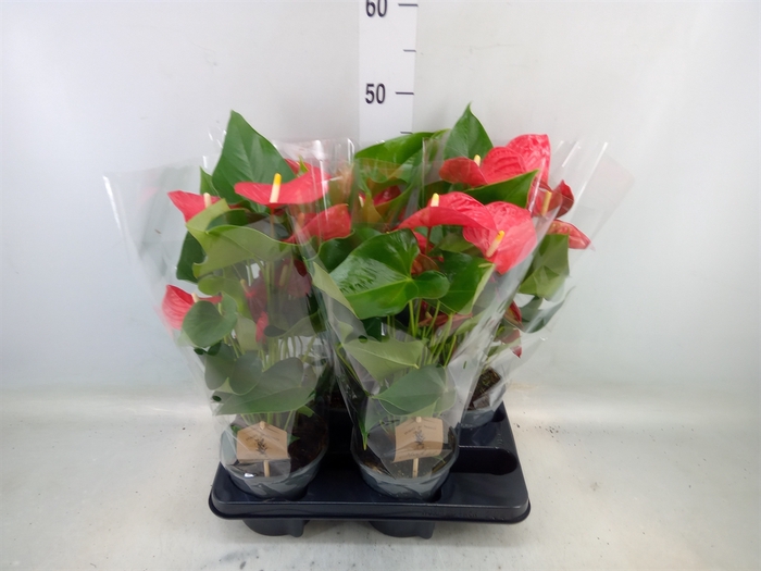 <h4>Anthurium andr. 'Casparo'</h4>