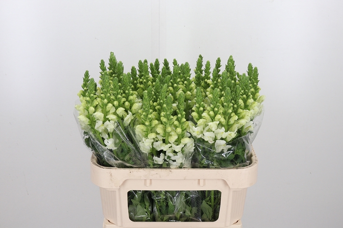 <h4>Antir Poto Ivory White</h4>