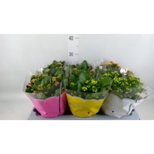 Kalanchoe blos.   ..rosebud mix  6