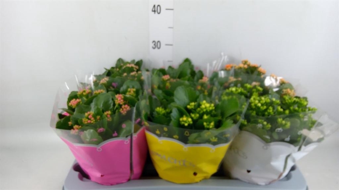 <h4>Kalanchoe blos.   ..rosebud mix  6</h4>
