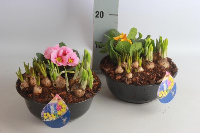 <h4>ARR BOL KNOLGEWAS</h4>