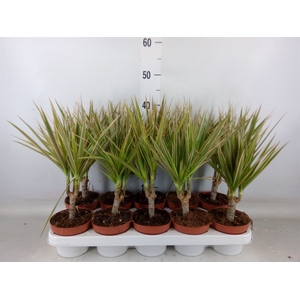Dracaena marg. 'Bicolor'