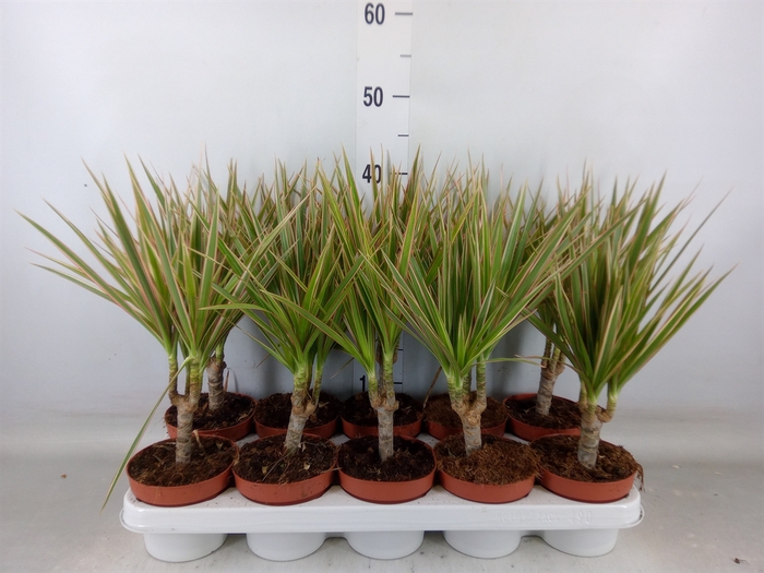 <h4>Dracaena marg. 'Bicolor'</h4>