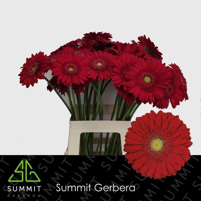 <h4>Gerbera Carambole Water X40 Lang</h4>